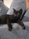 adoptable Cat in  named Flounder