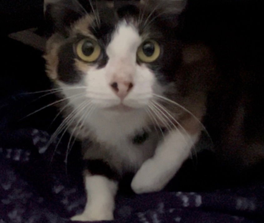 adoptable Cat in Hagaman, NY named Stormy