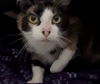 adoptable Cat in  named Stormy
