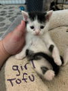 adoptable Cat in  named Tofu