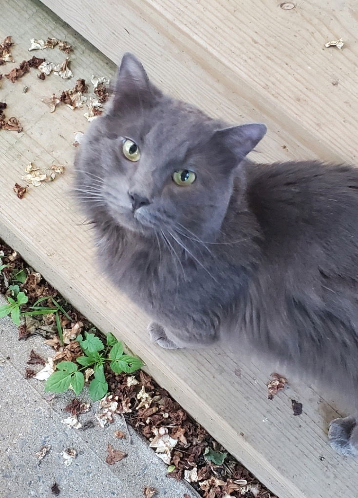adoptable Cat in Hagaman, NY named Grayson