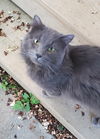 adoptable Cat in  named Grayson