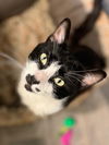 adoptable Cat in  named MR. GRONKLE