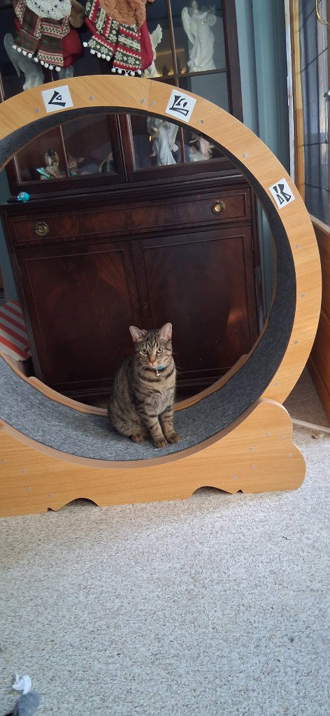 picture of the cat needing adoption