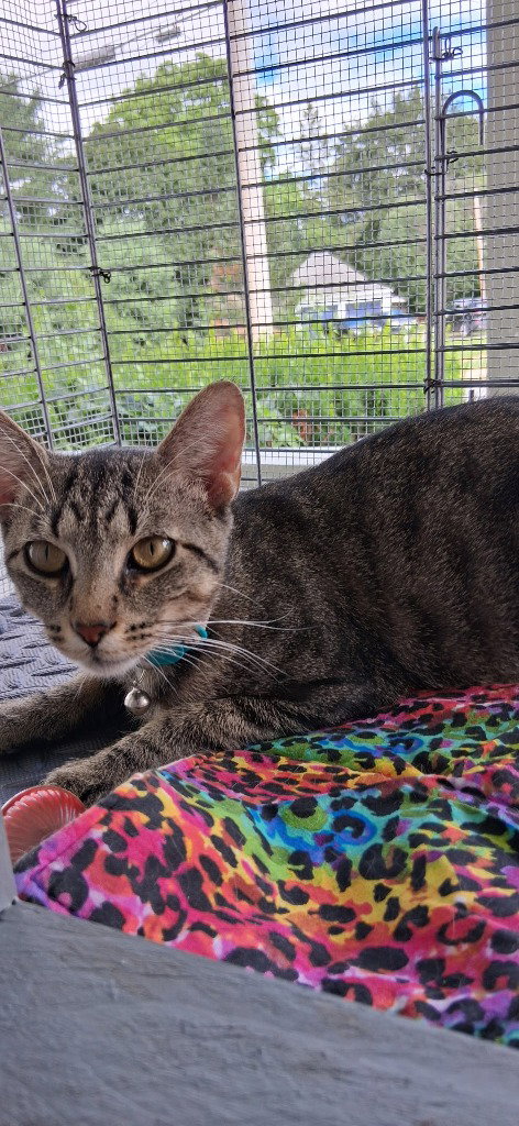 MARGIE - American Shorthair available for adoption