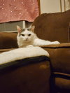 DiGiorgi - Photo 1