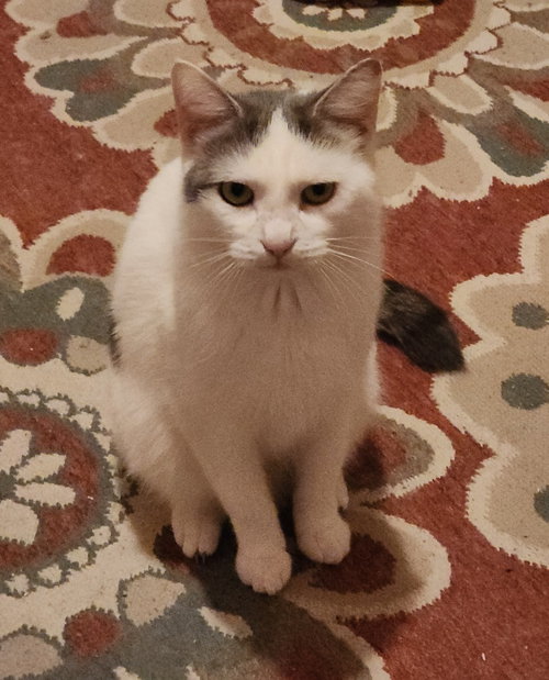 DIGIORGI - American Shorthair available for adoption