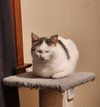 DiGiorgi - Photo 3