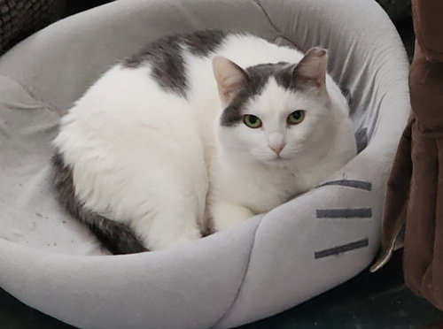 picture of the cat needing adoption