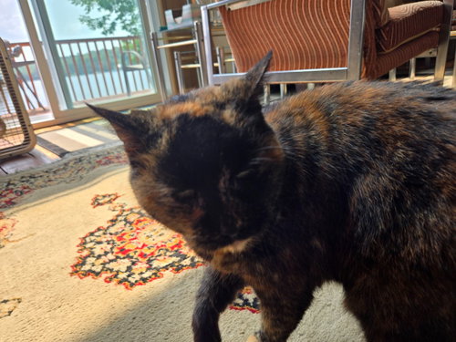 picture of the cat needing adoption