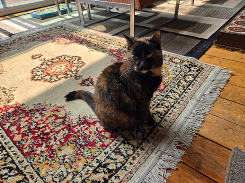 MUD - Domestic Short Hair available for adoption