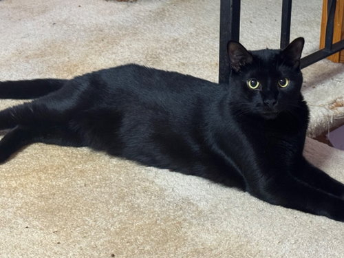 Cloud, an adoptable American Shorthair in Hagaman, NY