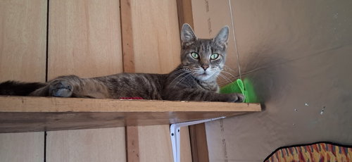 picture of the cat needing adoption