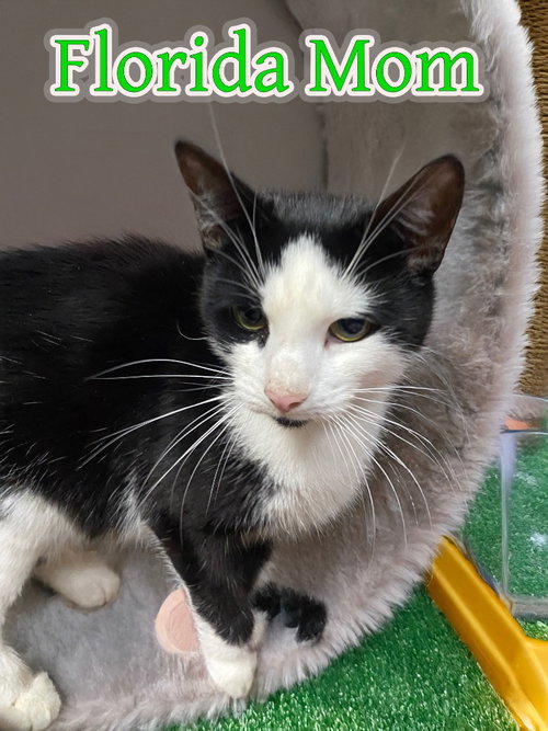 picture of the cat needing adoption
