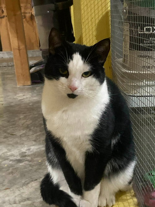 picture of the cat needing adoption