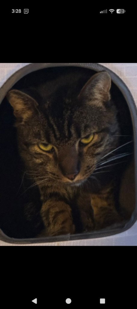 Atlas, an adoptable Domestic Short Hair in Hagaman, NY