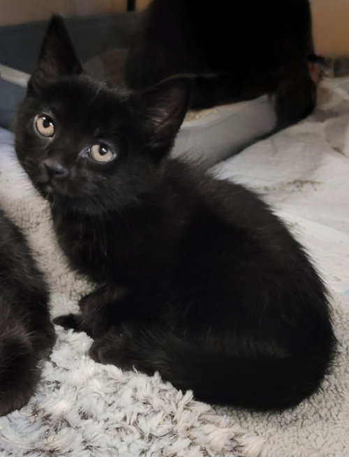 picture of the cat needing adoption