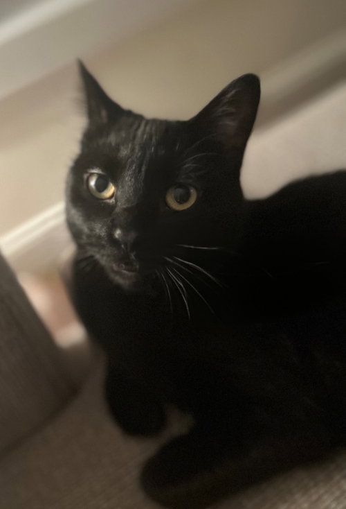 picture of the cat needing adoption