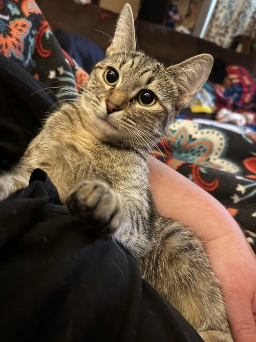 picture of the cat needing adoption