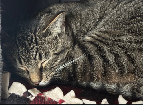 Jerry, an adoptable Domestic Short Hair in Hagaman, NY
