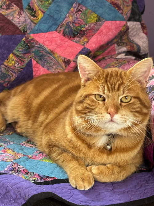picture of the cat needing adoption