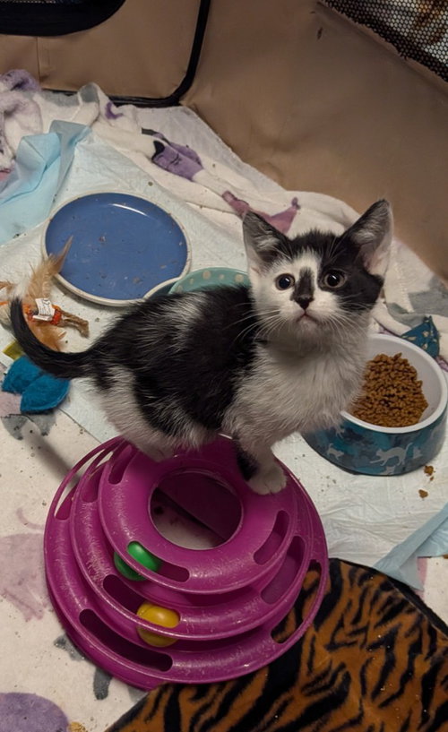 picture of the cat needing adoption