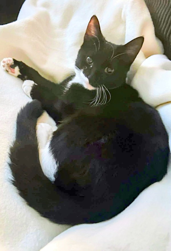 Oreo