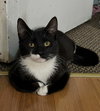Oreo - Photo 2