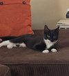 Oreo - Photo 3