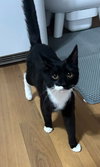 Oreo - Photo 4