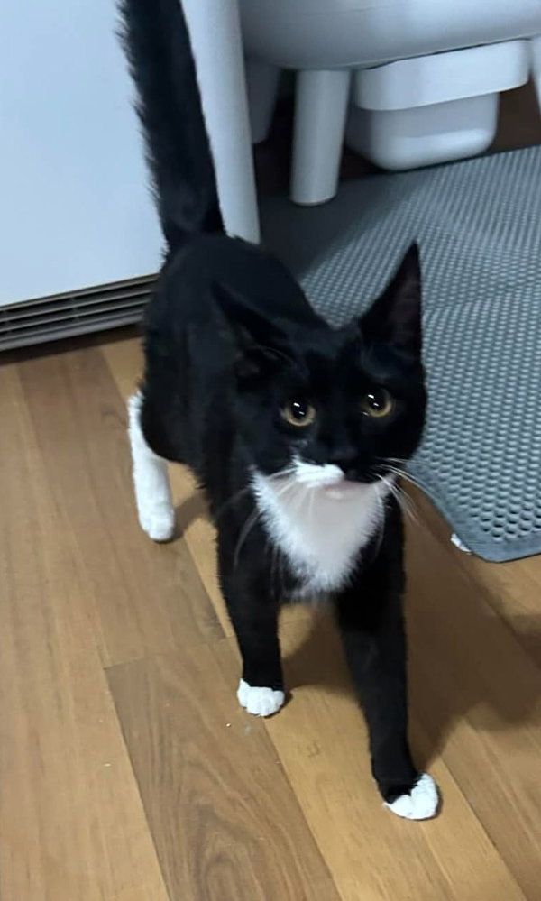 Oreo