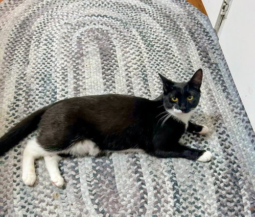 Photo 2 of Oreo