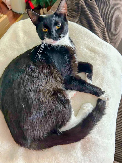Photo 3 of Oreo