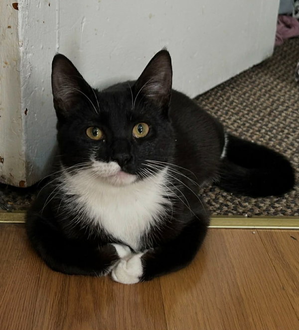 Oreo