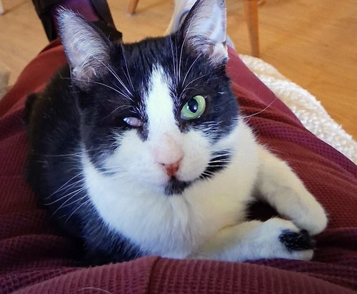 Dot, an adoptable Domestic Short Hair in Hagaman, NY