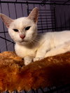 QANIK - Photo 1