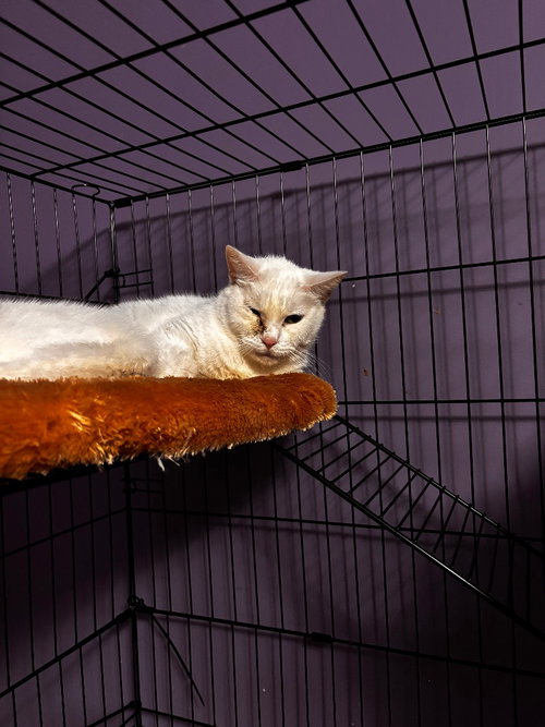 KANEVVLUK, an adoptable American Shorthair in Hagaman, NY