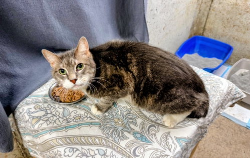 Big Chief Bogo, an adoptable Domestic Short Hair in Hagaman, NY