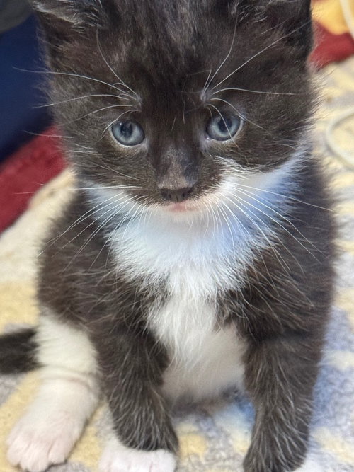 KONA - American Shorthair available for adoption