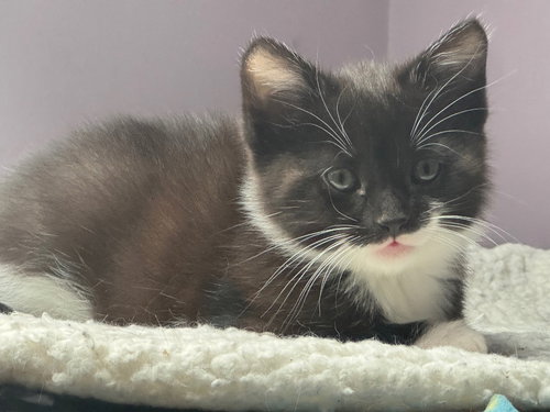 KONA - American Shorthair available for adoption