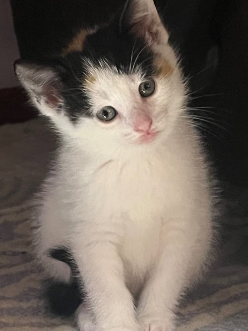 HAZEL - American Shorthair available for adoption