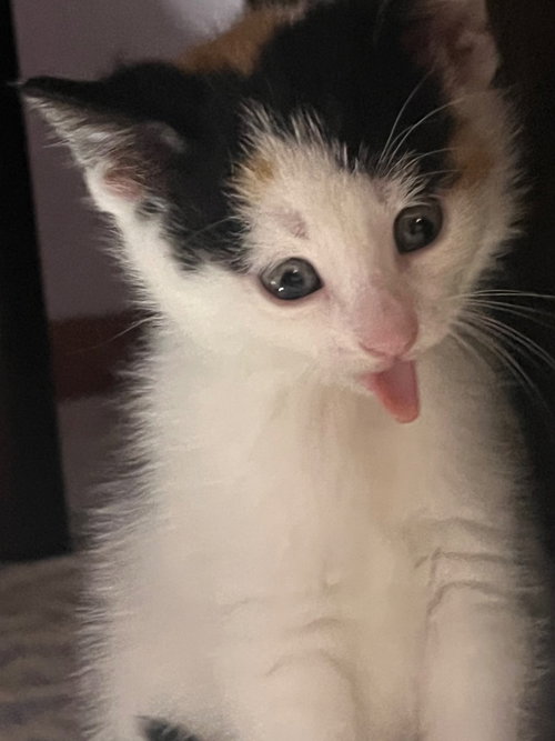 HAZEL - American Shorthair available for adoption