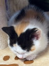 Hazel - Photo 3