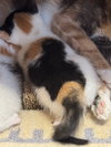 Hazel - Photo 4