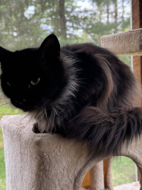 ELLA - Domestic Medium Hair available for adoption