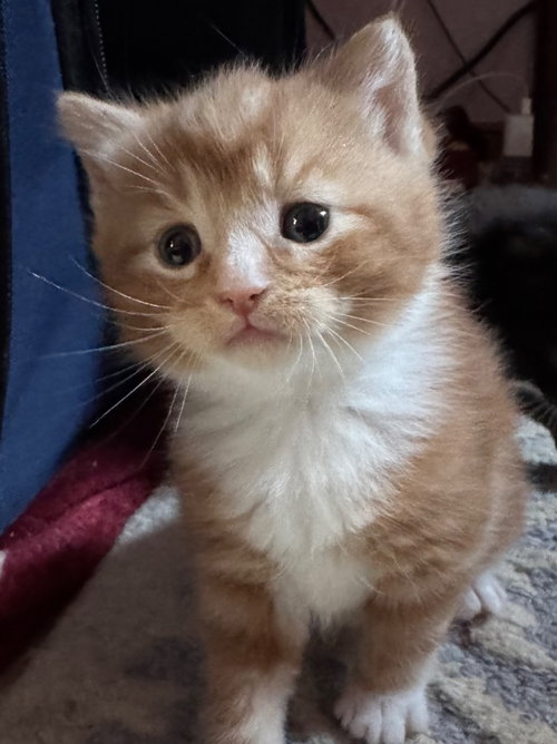 ARTEMIS