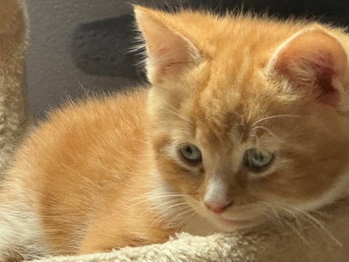 ARTEMIS - American Shorthair available for adoption