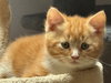 Artemis - Photo 3