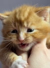 Artemis - Photo 4