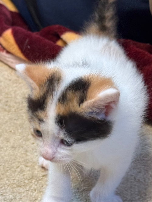 HONEY - American Shorthair available for adoption